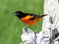 Baltmore Oriole